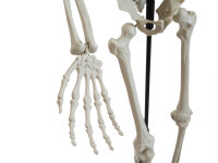 EUROPALMS Halloween Skeleton, standing, 150 cm